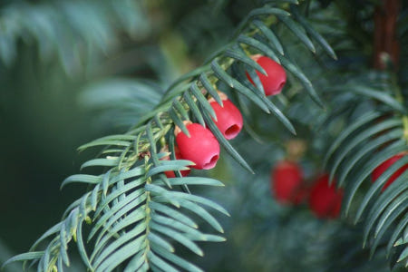 Close-up of yew berries