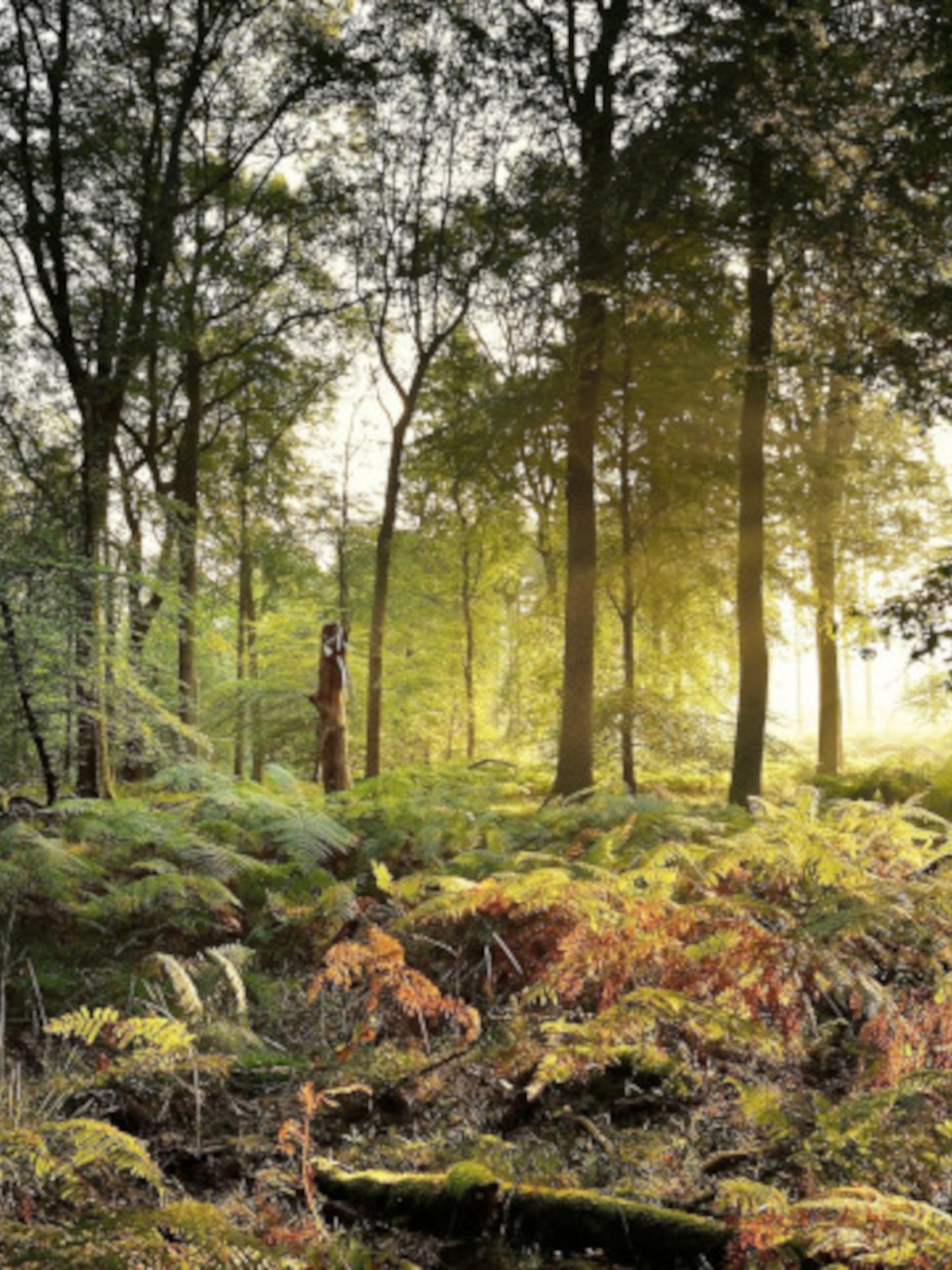 Forest of Dean