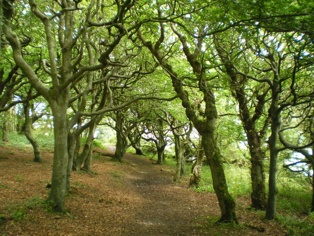 Frensham Little Pond - Adult Forest therapy 16/05