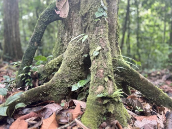 Vann Gardens ~ Adult Forest Bathing 14/05