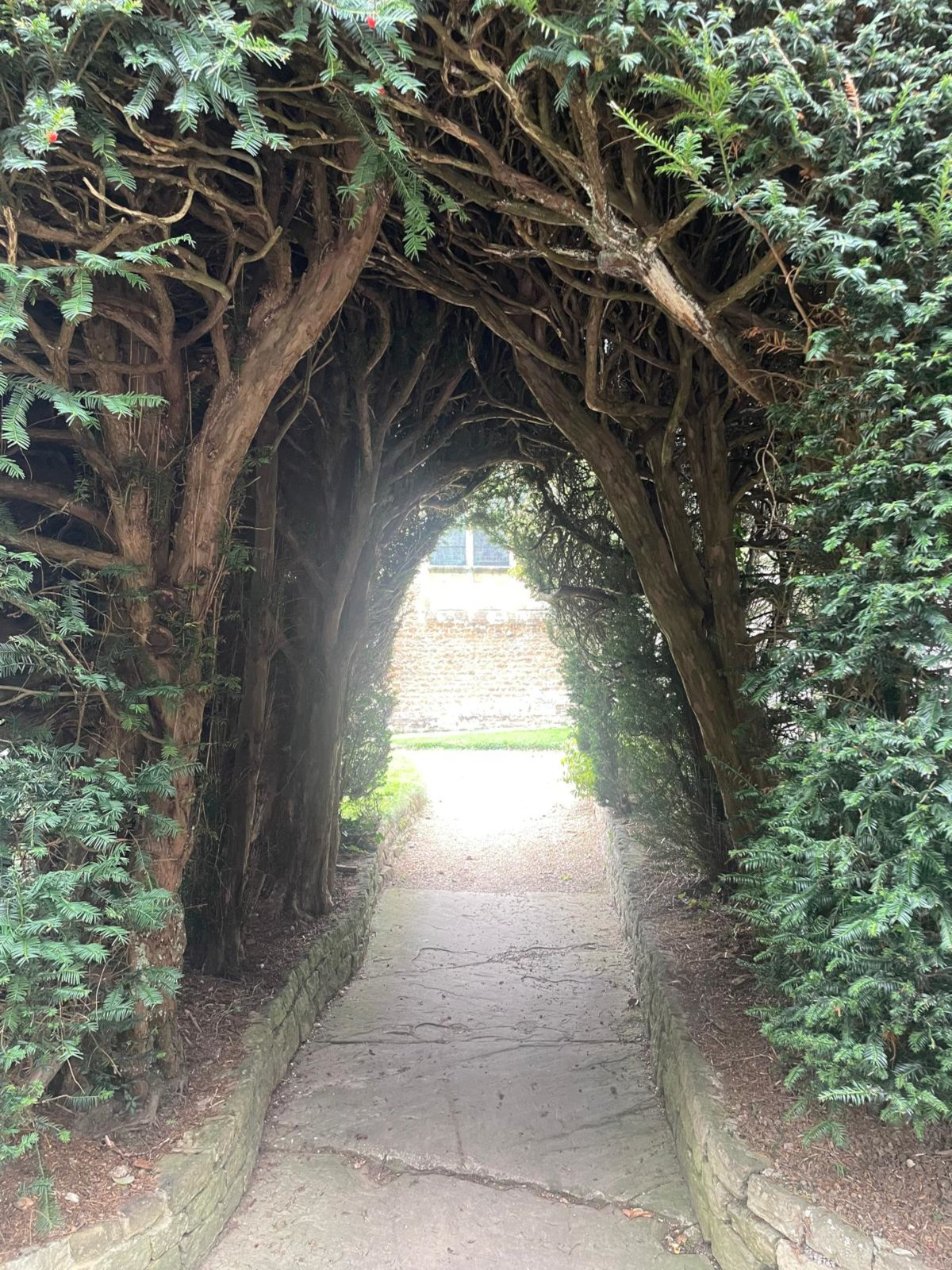 Yew arch
