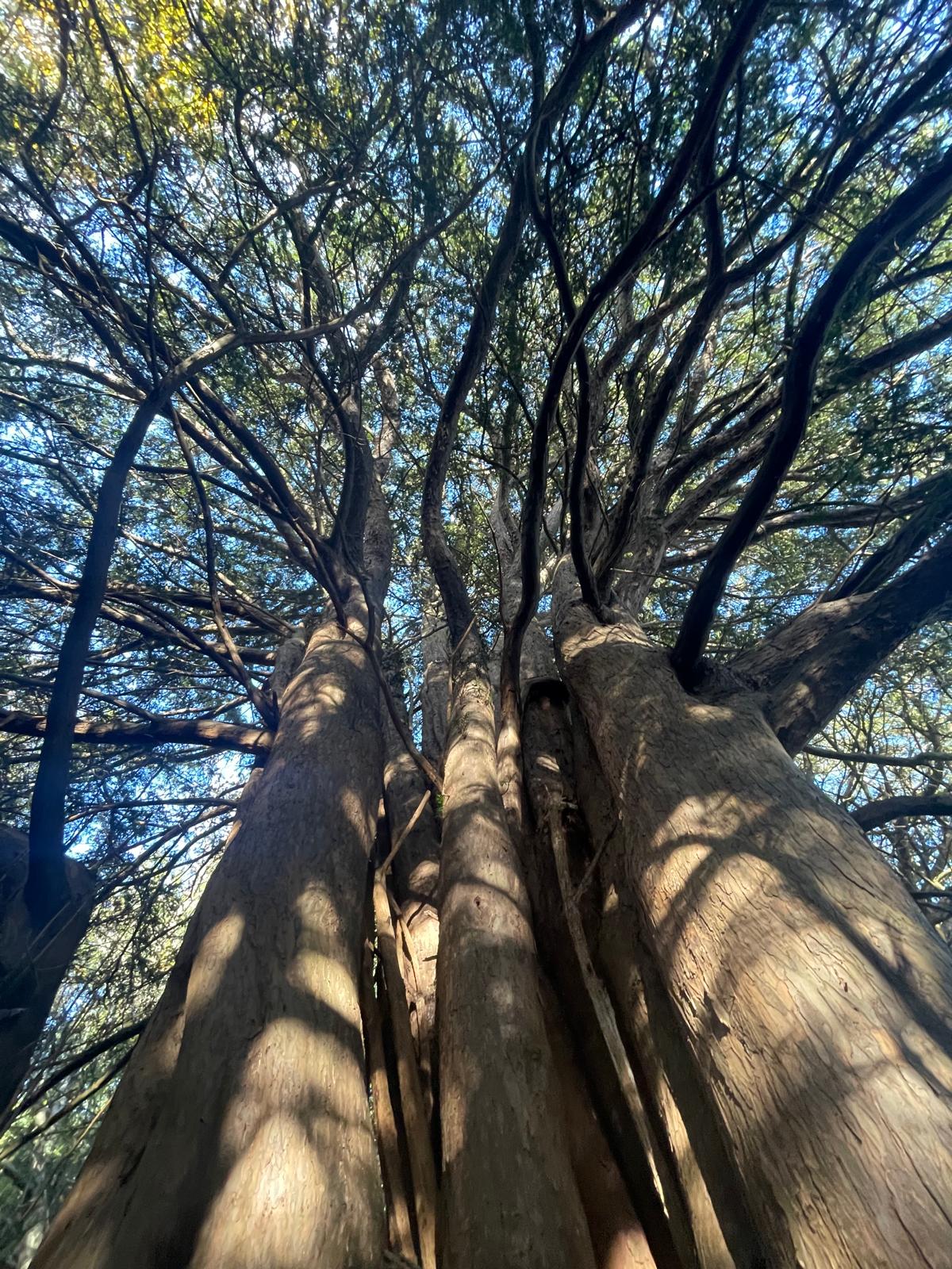Forest bathing benefits