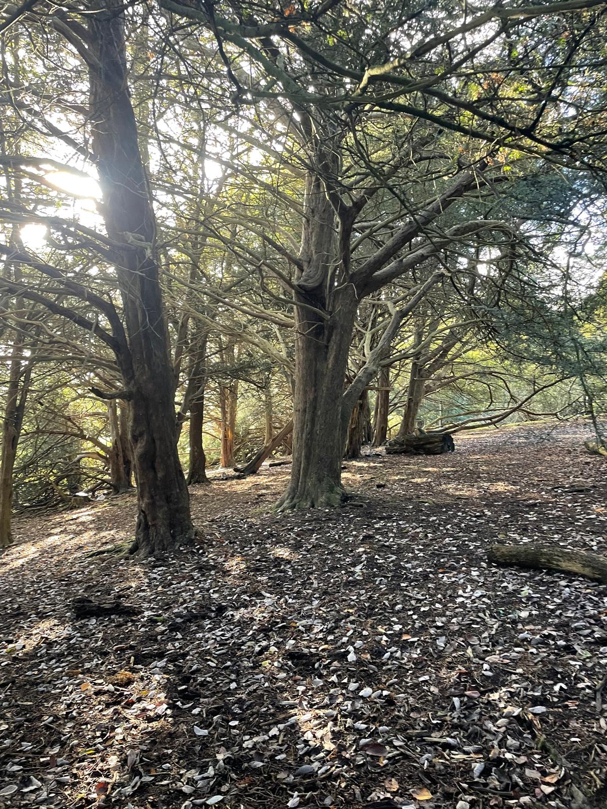 Forest path