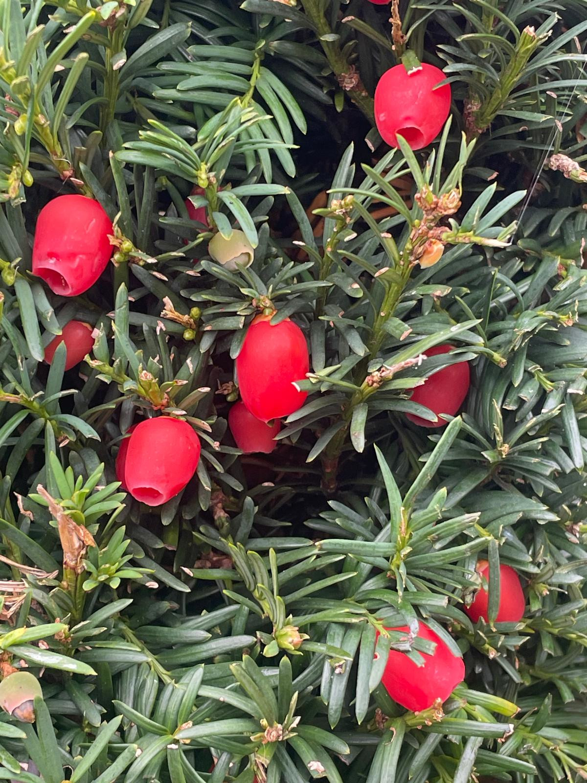 Yew berries